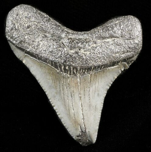Juvenile Megalodon Tooth - South Carolina #45841